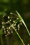 Hairy woodrush